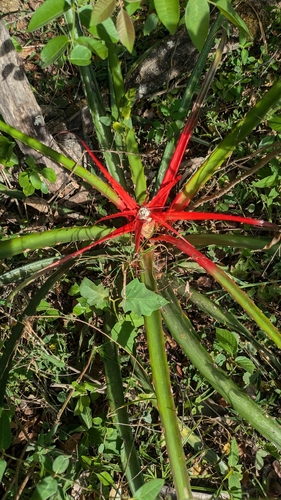 Bayonet Bromeliad (Bromelia serra)