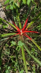 Bromelia serra