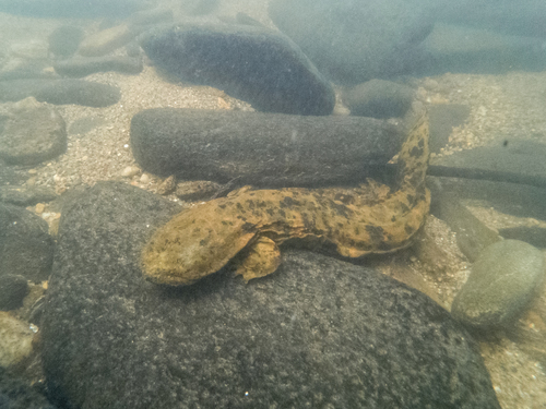 Hellbender