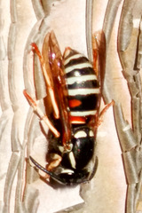 Vespula intermedia