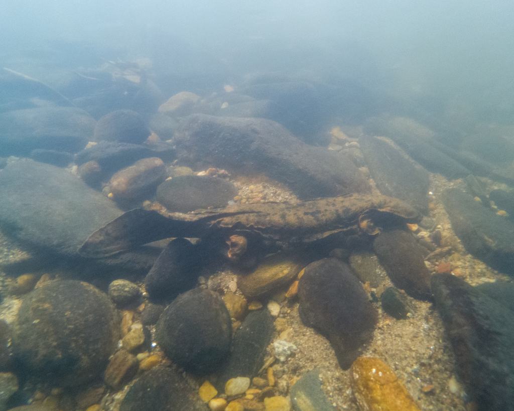 Hellbenders