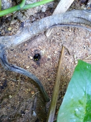 Geotrigona acapulconis