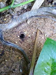 Geotrigona acapulconis