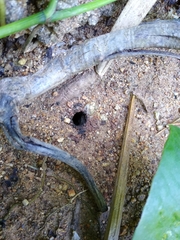 Geotrigona acapulconis