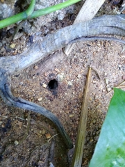 Geotrigona acapulconis