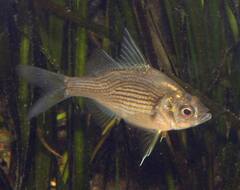 Chanda Perch photo 1