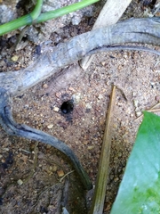 Geotrigona acapulconis