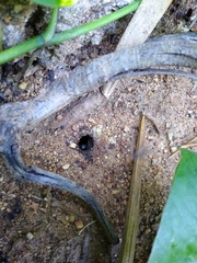 Geotrigona acapulconis