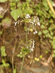 Isodon lophanthoides, photograph (c) Anastasia Titovets, some rights reserved (CC BY)