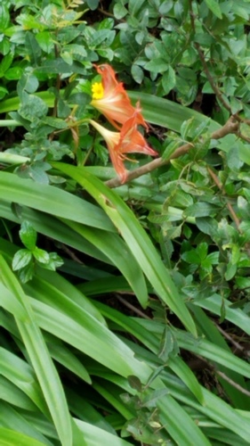 Hippeastrum hybridum, 2019-12-18