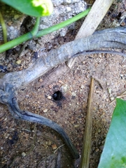 Geotrigona acapulconis