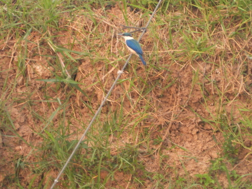 Collared Kingfisher