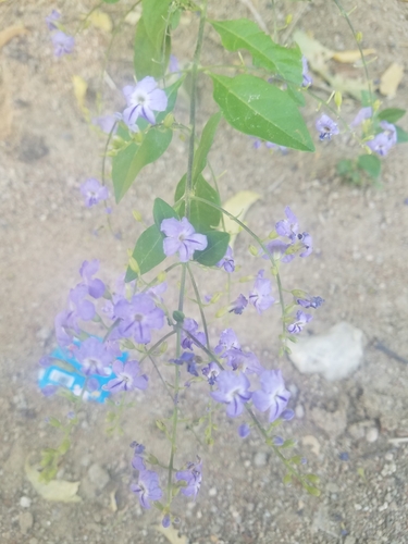 Skyflower
