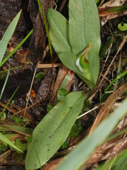 Pterostylis humilis
