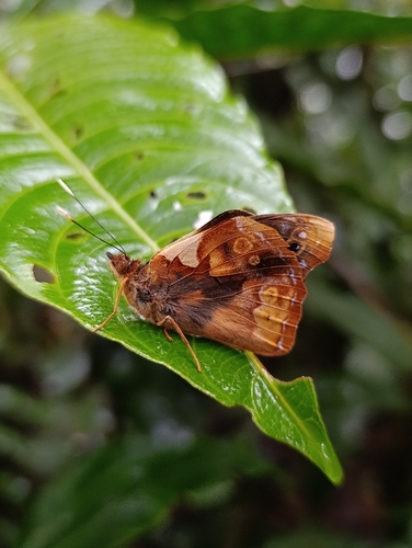 Epiphile eriopis