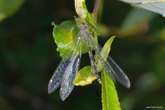 Neuroleon nemausiensis