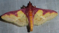 Pachynoa purpuralis
