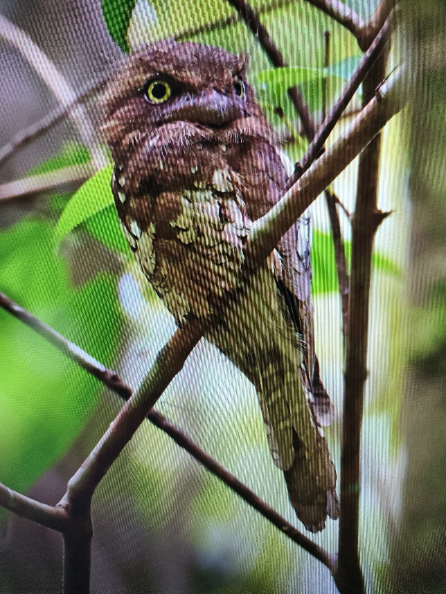 Bornean Frogmouth photo 3
