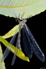 Neuroleon nemausiensis