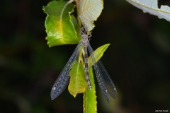Neuroleon nemausiensis