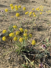 Bupleurum americanum