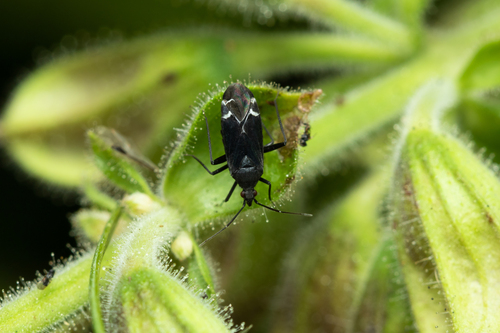 Macrotylus quadrilineatus