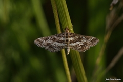 Diasemiopsis ramburialis