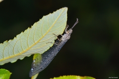 Neuroleon nemausiensis