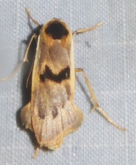 Teulisna curviplaga