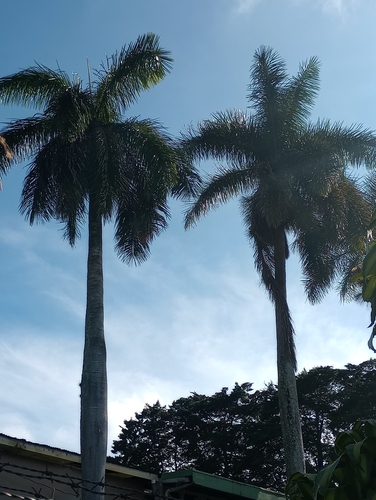 Roystonea regia - Whole tree