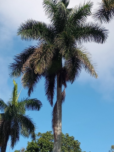 Roystonea regia - Leaves