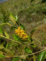 Byrsonima sericea, photograph (c) Eli, some rights reserved (CC BY)