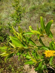 Byrsonima sericea, photograph (c) Eli, some rights reserved (CC BY)