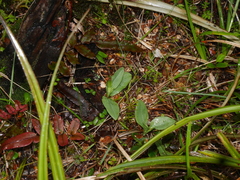 Pterostylis humilis