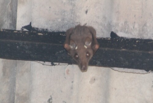 Wahlberg's Epauletted Fruit Bat