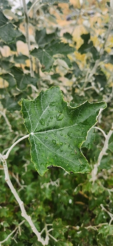 white poplar