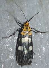 Vitessa teleroma