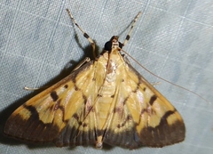 Syllepte fabiusalis