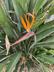 Strelitzia