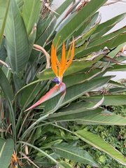 Strelitzia