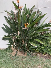 Strelitzia