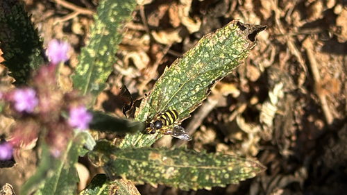 Unknown species found near Cross Field Rd, Greenville, SC, US