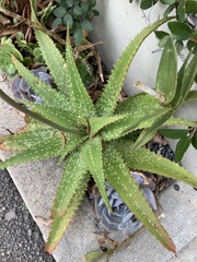 Aloe