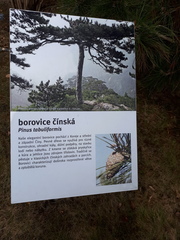Pinus tabuliformis