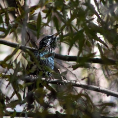 Sturnus vulgaris