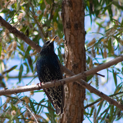 Sturnus vulgaris