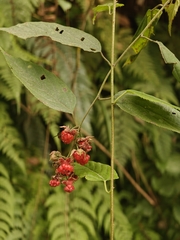 Rubus acuminatus