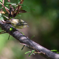 Leiothlypis celata