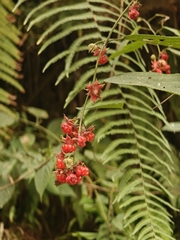 Rubus acuminatus, photograph Anastasia Titovets, CC BY, iNaturalist via GBIF