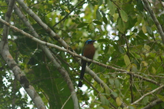 Momotus bahamensis